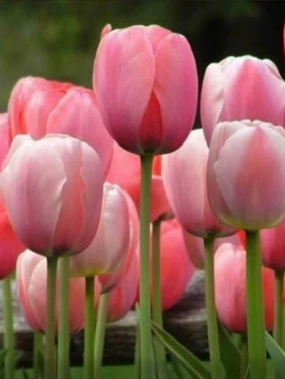 Happy May 21, Have A Beautiful Wednesday  Be Back Tom  All Xo Eschella Xo